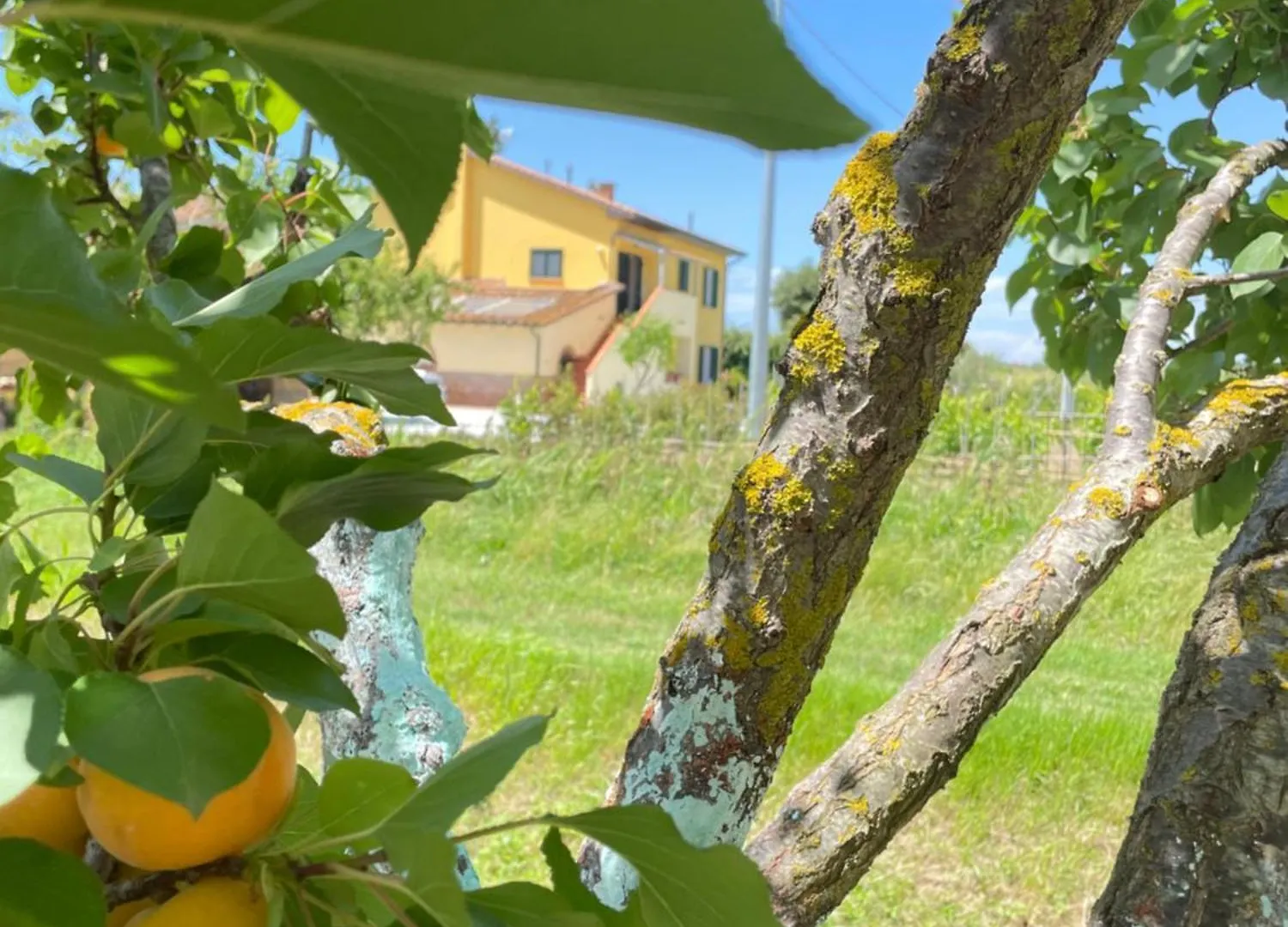 Il Leccio Agriturismo Fiorino 0*,  Italy