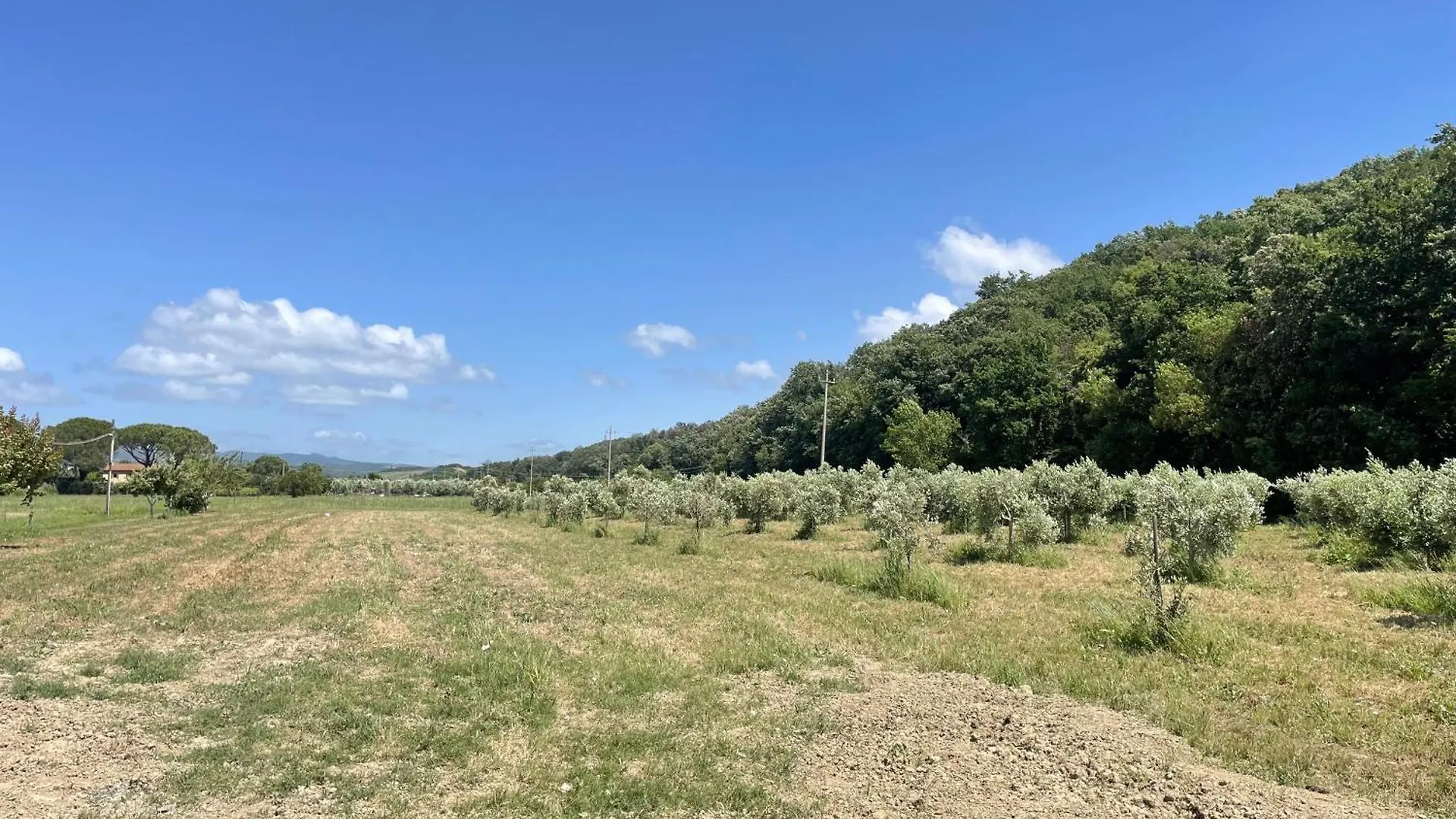 Il Leccio Agriturismo Fiorino Apartment